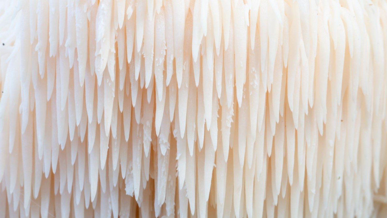 Close-up of a lion’s mane mushroom, one of the functional mushrooms used in mushroom coffee